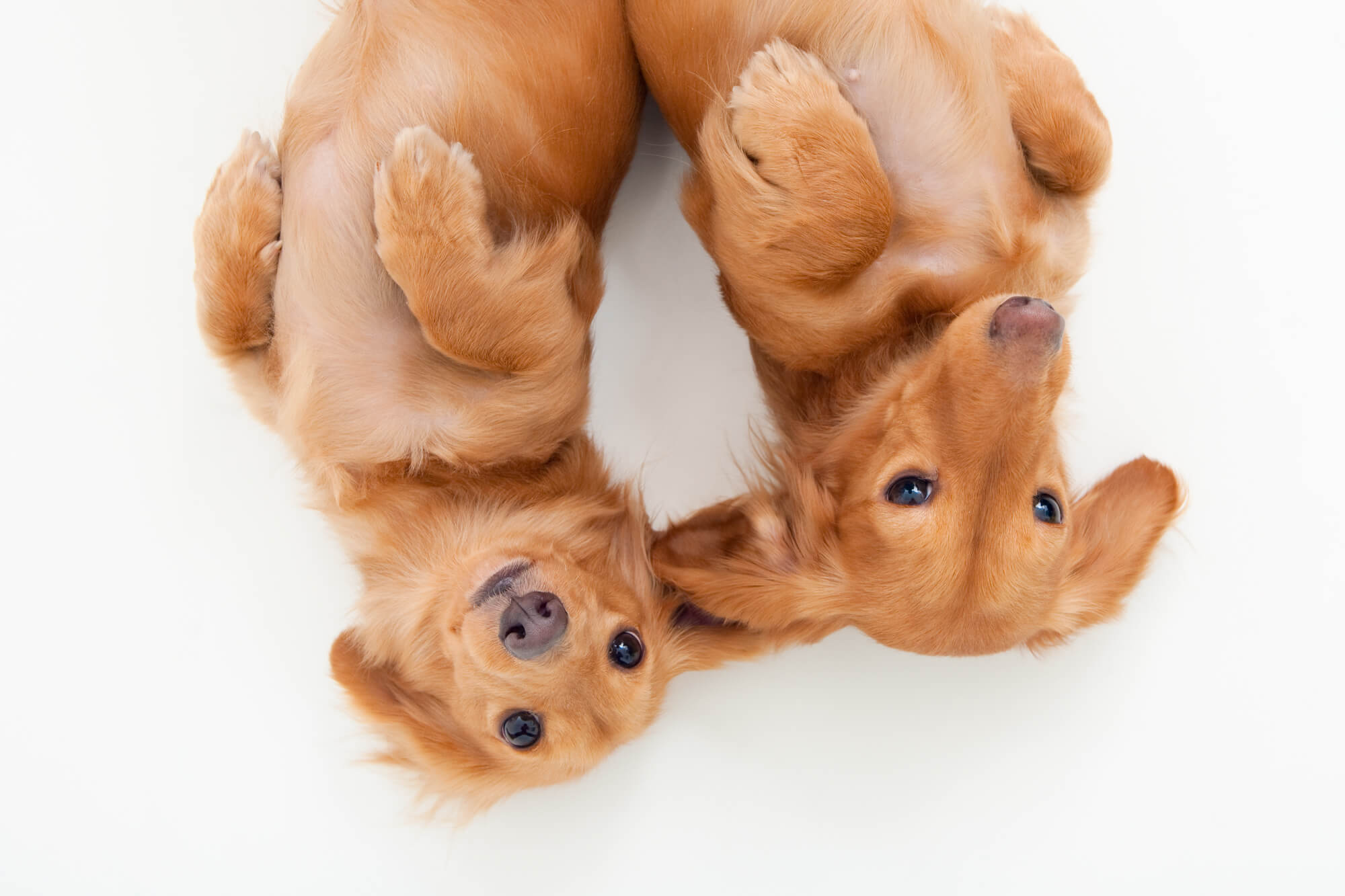 ミニチュアダックスはオス・メスで性格が違う？傾向の見方